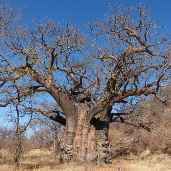 Let’s hear it for the trees of Abelana