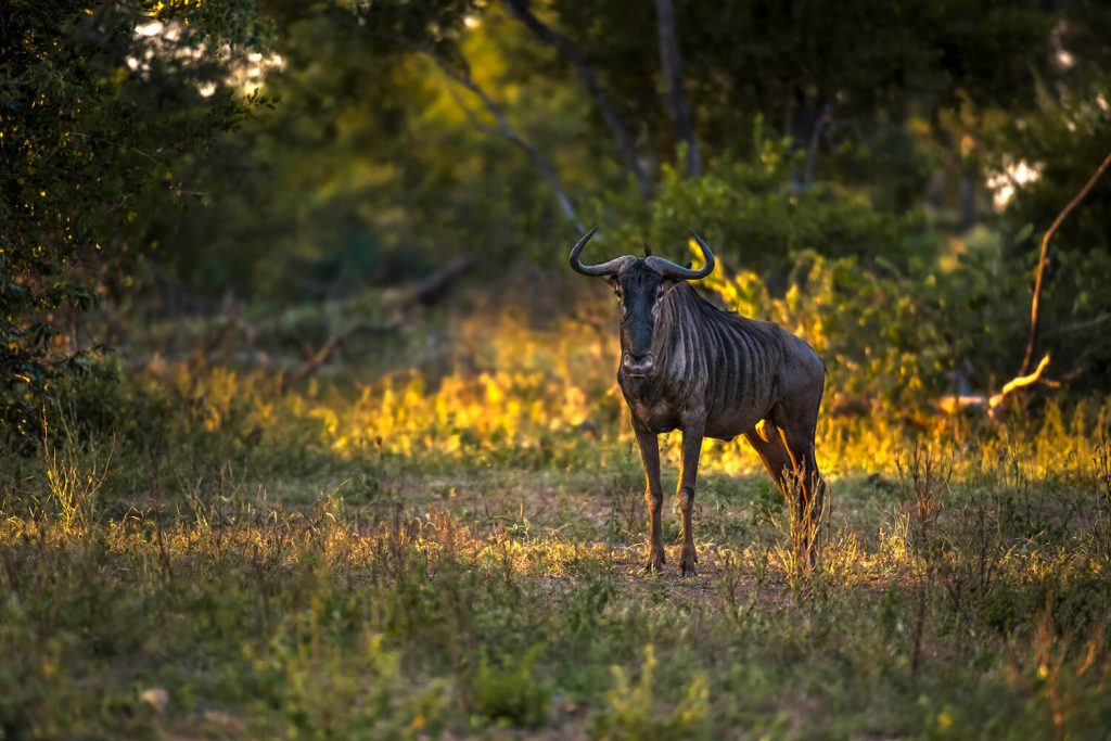 Abelana Game Reserve Safari Camp Walking Safari