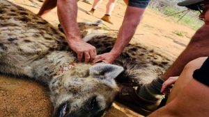 Image of Conservation effort by tagging hyenas