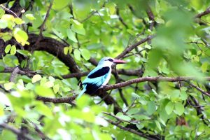 Woodland Kingfisher in tree