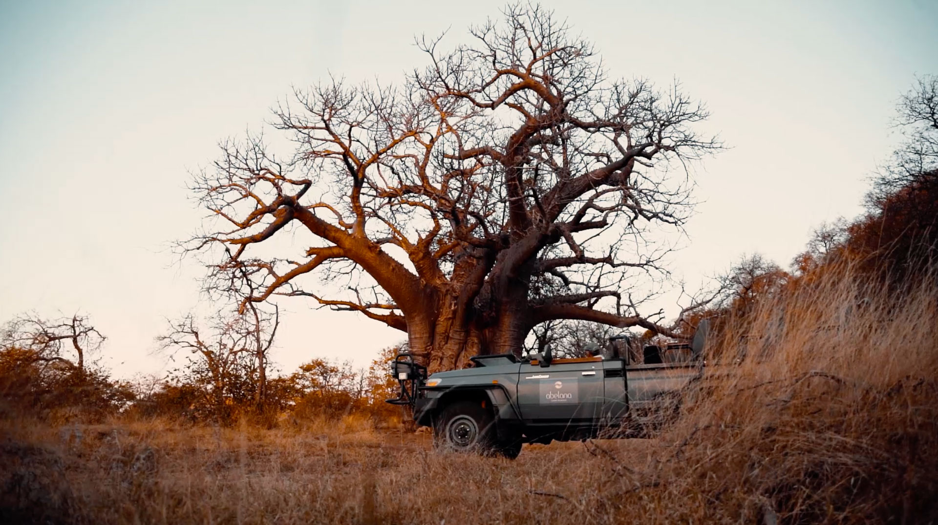 Safari Vehicle next to a Baobab Tree