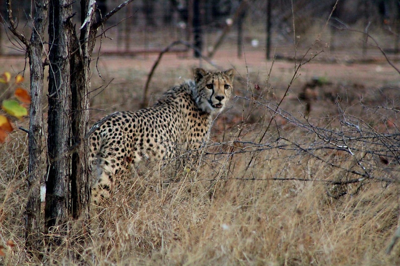 Image of Cheetah at Abelana Game Reserve